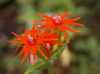 エンビセンノウ