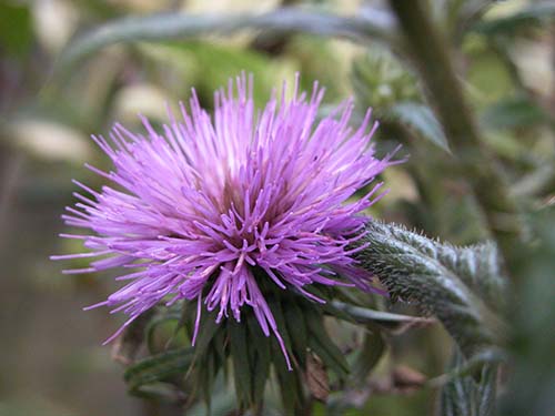 モリアザミ 森薊 の育て方 山野草を育てる