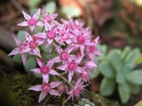 カラフトミセバヤ