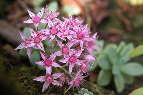 カラフトミセバヤ エゾミセバヤ の育て方 山野草を育てる