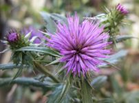シモバシラ 霜柱 の育て方 山野草を育てる シモバシラ 霜柱 の育て方 山野草を育てる