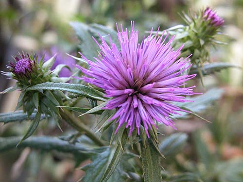 モリアザミ 森薊 の育て方 山野草を育てる