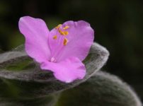 トラデスカンティア・シラモンタナ