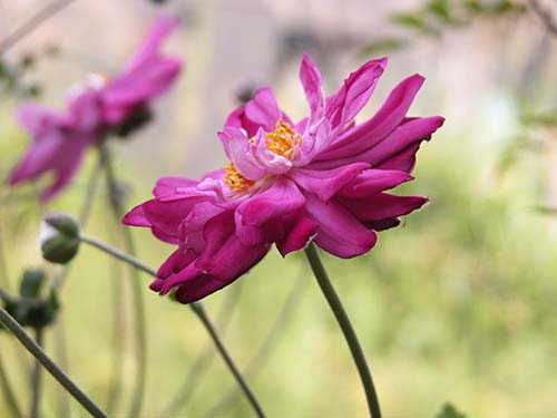 シュウメイギク 貴船菊と園芸種 の育て方 山野草を育てる