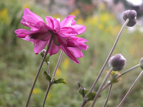 シュウメイギク 貴船菊と園芸種 の育て方 山野草を育てる