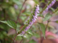 ナギナタコウジュ