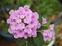 コバノランタナ