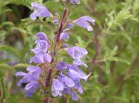 ドラコケファルム・モルダビクム