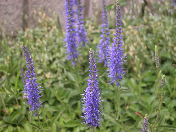 ベロニカ スピカータ Veronica Spicata の育て方 山野草を育てる