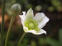 春咲きシュウメイギク