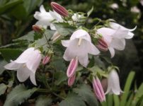 カンパニュラ・コルヘンシス