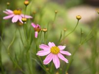 コレオプシス・ロセア ‘アメリカン ドリーム’