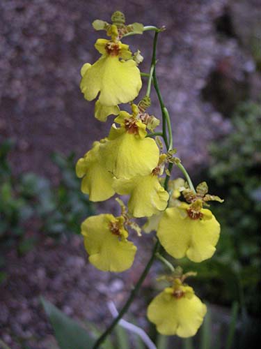 オンシジュウム Oncidium Sweet Sugar Yellow King の育て方 山野草を育てる