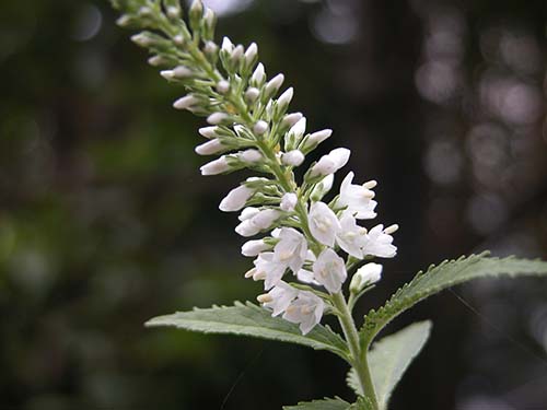 エチゴトラノオ シラゲエチゴトラノオの育て方 仲間のヒメトラノオの特徴 山野草を育てる