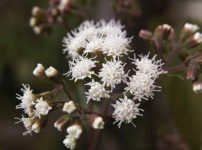 ユーパトリウム'チョコレート'