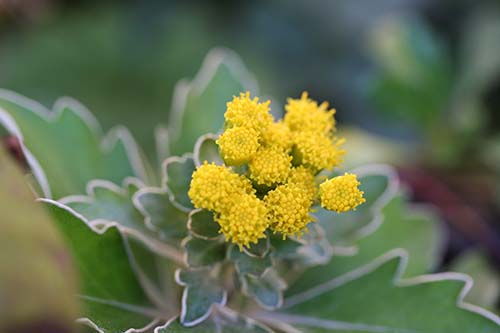 イソギク 磯菊 の育て方 花が似ている仲間で高山植物のイワインチン 山野草を育てる