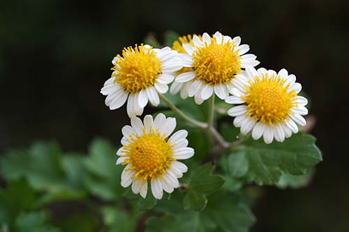 ノジギク 野路菊 の育て方 山野草を育てる