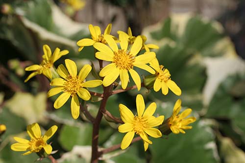 ツワブキ 石蕗 の育て方 ノブキ属のノブキの特徴 フキ属のフキ 蕗 の特徴 山野草を育てる