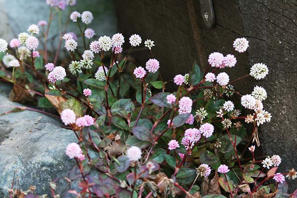 ヒメツルソバの育て方 山野草を育てる