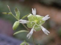 ナンバンハコベ