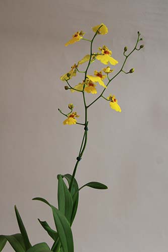 オンシジュウム Oncidium Sweet Sugar Yellow King の育て方 山野草を育てる