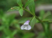 アメリカアゼナ