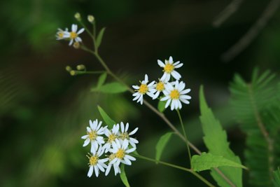 シロヨメナ（白嫁菜）