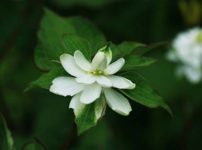 ヤエノドクダミ