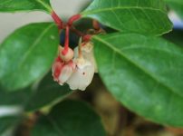 チェッカーベリー