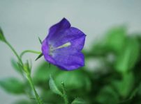 カンパニュラ・ライネリー