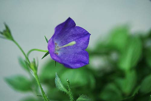 カンパニュラ ライネリー Campanula Rainerii の育て方 山野草を育てる