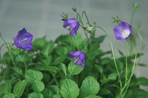 カンパニュラ ライネリー Campanula Rainerii の育て方 山野草を育てる