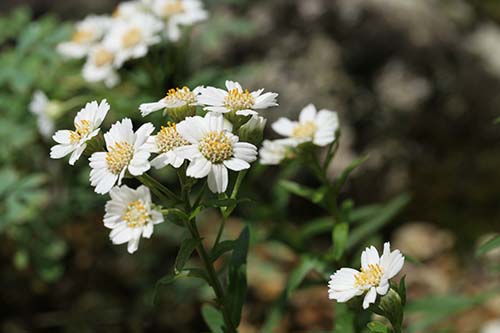 エゾノコギリソウ 蝦夷鋸草 の育て方 山野草を育てる