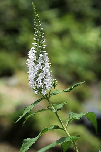 エチゴトラノオ シラゲエチゴトラノオの育て方 仲間のヒメトラノオの特徴 山野草を育てる