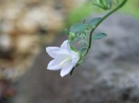 カンパニュラ・サルトリー