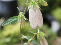 イシダテホタルブクロ