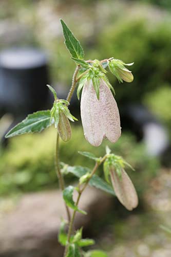 イシダテホタルブクロ 石立蛍袋 の育て方 山野草を育てる