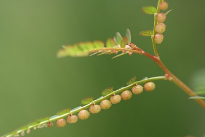 コミカンソウ（小蜜柑草）