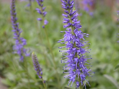 ベロニカ スピカータ Veronica Spicata の育て方 山野草を育てる ベロニカ スピカータ Veronica Spicata の育て方 山野草を育てる