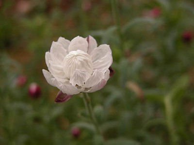ハナカンザシ(花簪)