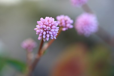 ヒメツルソバ