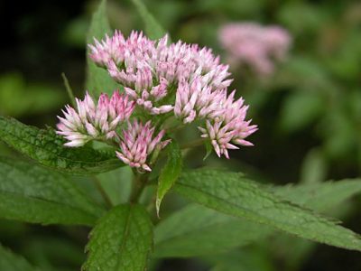 ヒヨドリバナ（鵯花）