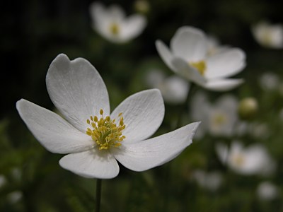 フタマタイチゲ（二股一華）