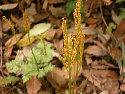 フユノハナワラビ（冬花蕨）