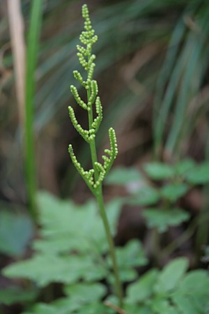 フユノハナワラビ（冬花蕨）