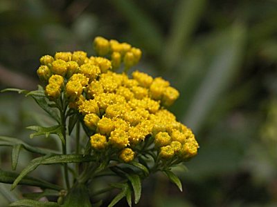 イワインチン（岩茵陳）