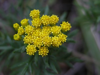 イワインチン（岩茵陳）