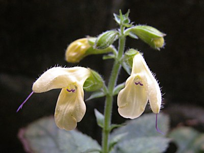 キバナアキギリ(黄花秋桐)