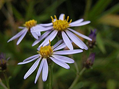 ノコンギク（野紺菊）