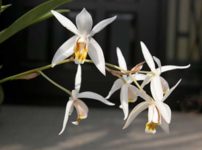 セロジネ・ニティダ